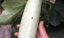 网红瓜都在哪里吃的啊视频,瓜都在哪里吃的热门视频